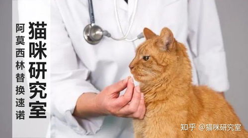 猫感冒了,怎么用阿莫西林替代速诺 效果一样却便宜几十倍 