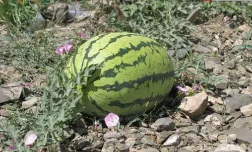 夏季西瓜季节 全世界的西瓜都全了