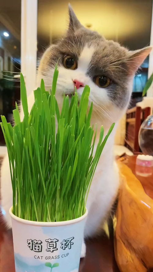 小猫咪沉浸式吃猫草的样子是不是很解压 我家的逗趣萌宠 