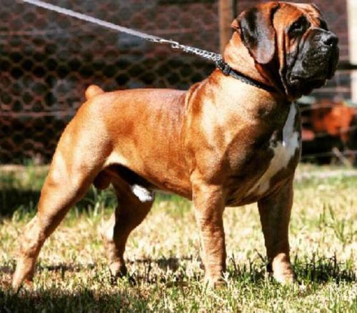 非洲大陆第一猛犬,威武霸气的南非獒犬