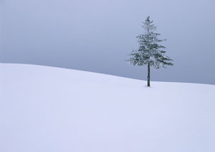 雪地里的一颗树图片下载 图片ID 151441 花草树木 图片素材 聚图网 JUIMG.COM 