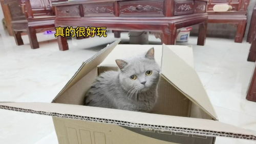 快递箱被小猫咪拿去玩了,另一只猫极度嫌弃,后面却喜欢到不得了 