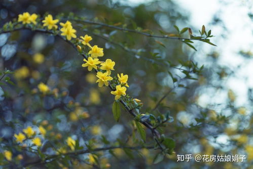 迎春花怎么移植盆栽,了解迎春花