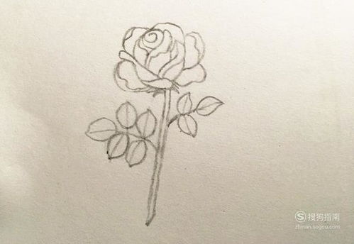玫瑰花铅笔画法步骤 