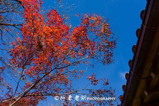 岚山常寂光寺 枫 华正茂的京都赏枫名所