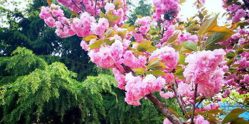 桃花的花期短吗,桃花的花期是多长