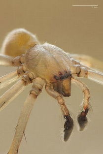 世界上最毒的十大蜘蛛,中国鸟蛛仅排第八位 