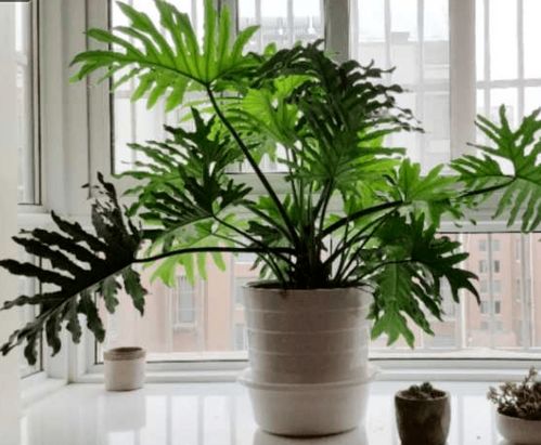 这10种绿植真的太好养了,特别适合装饰室内哦
