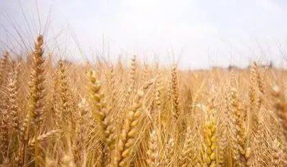 冬小麦和春小麦的区别是什么,为啥冬小麦比春小麦好