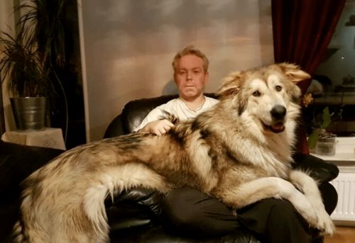 外网主人分享了一波家里的超级巨狗,网友惊呆 野兽都不敢长这么大