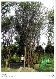 丛生茶条槭单杆12公分——自然之美，尽在此树