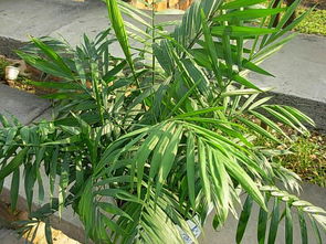 凤尾竹与袖珍椰子哪个好养？