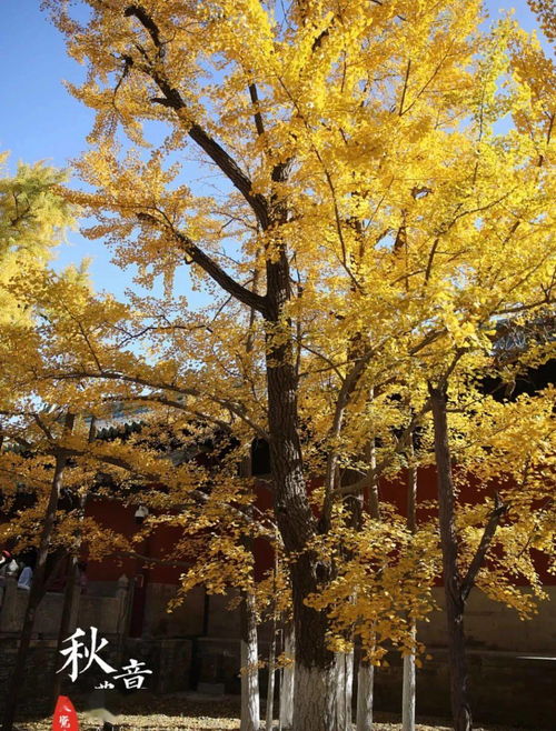银杏树王在哪,探访千年银杏树王：一树金黄，惊艳整个秋天！