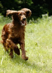 奔跑的狗图片素材 图片ID 234623 狗狗图片 动物图片 