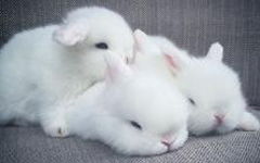 关于小白兔的可爱诗句