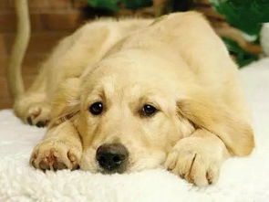 狗狗的致命疾病胰腺炎的症状和治疗
