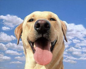为什么说拉布拉多犬是最 值得饲养 的狗狗 这6点告诉你原因