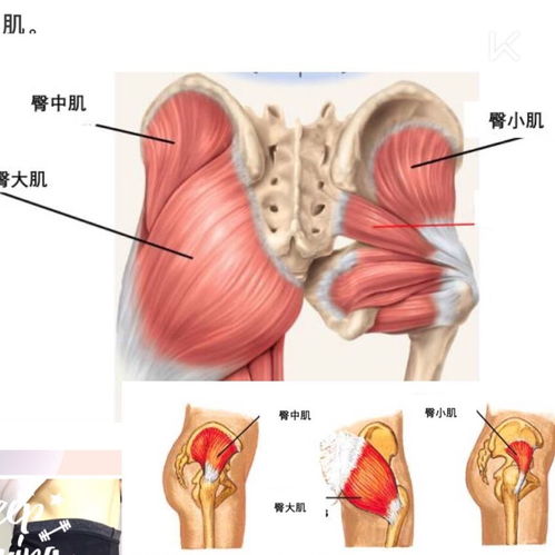 科学锻炼与健身 臀大肌的激活与训练