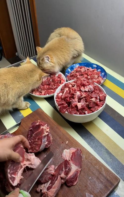 两只猫上桌吃牛肉,应有尽有,几斤牛肉把猫咪乐坏了