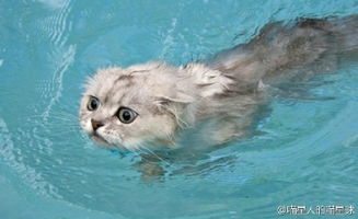 猫咪当然会游泳,但..等牠上岸你就死定了