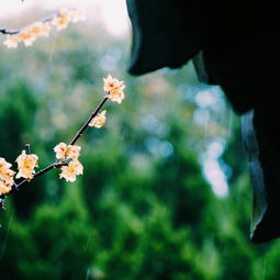 春雨的情诗句有哪些