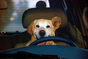过年开车回家,狗狗应该放在哪里 狗狗乘车的5个正确做法