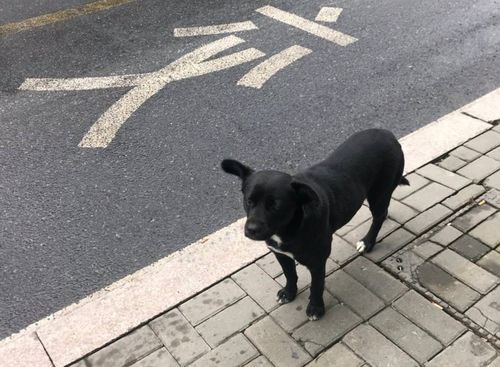 公交站附近发现只流浪狗,女孩看到想带回家,朋友一看 难养熟