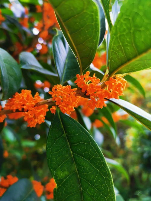 几月桂花遍地香,9月，几月桂花遍地香