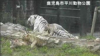 日本鹿儿岛一动物园职工被白虎咬死