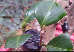 油茶树嫁接茶花,油茶树成功嫁接茶花，摇身一变成为珍稀植物！