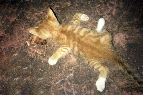 小橘猫四肢被人掰断,丢在路边默默等死,抢救2天后还是回了喵星