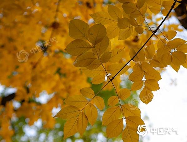 冷空气携雨雪 侵扰 北方 京津冀等地霾天气 见缝插针