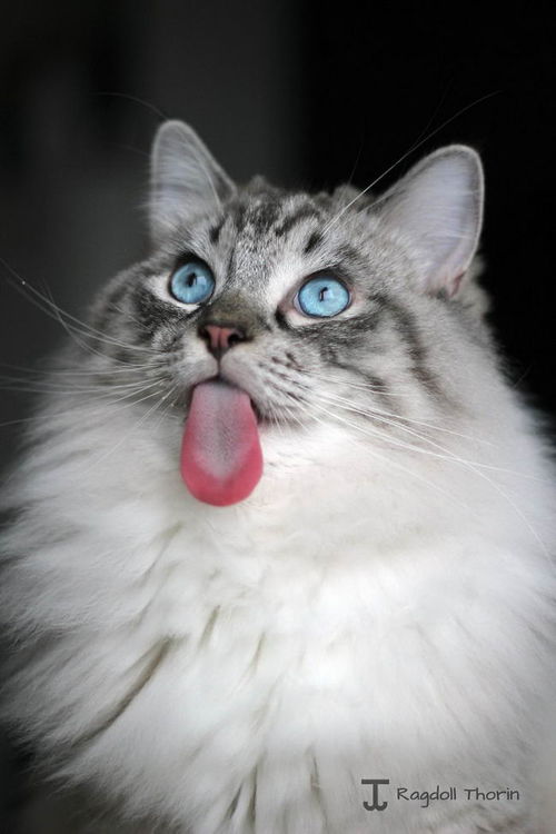 你见过长舌猫 真是令人难以置信