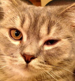 宠物趣闻 猫咪结膜炎的原因有哪些 
