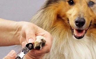 注意保护狗狗的指甲