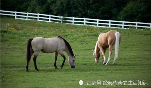 出生在这几个时辰的属马人,可得贵人相助,太岁年也能一帆风顺