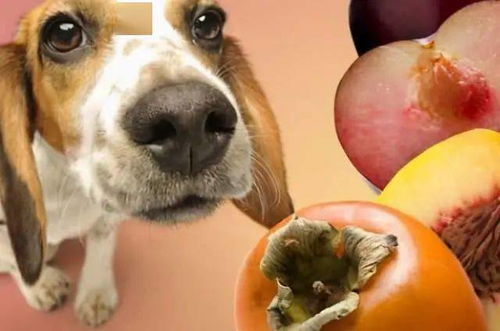 兽医提醒 冬季给狗狗吃水果,别踩这六大雷区