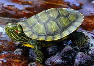 养了只巴西龟,天冷了该用什么给水加热 