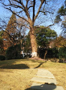 栖霞山风景区旅游攻略,绝美栖霞山，邂逅