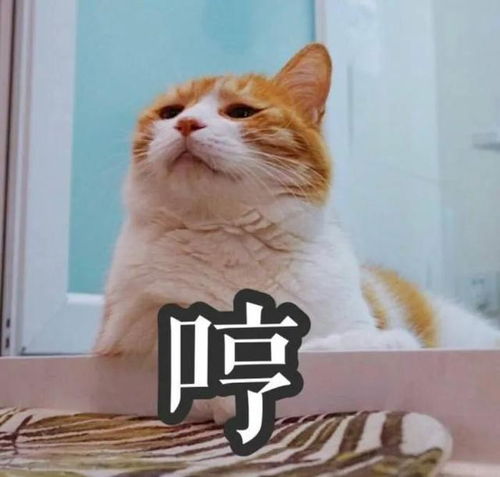 养猫后的8大怪异行为,不中6条以上请不要说自己是猫奴