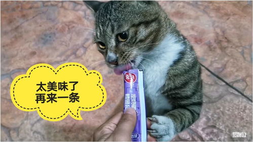 喂流浪猫吃猫条,两脚兽挤慢了点,急得猫咪要自己动爪拿着吃 