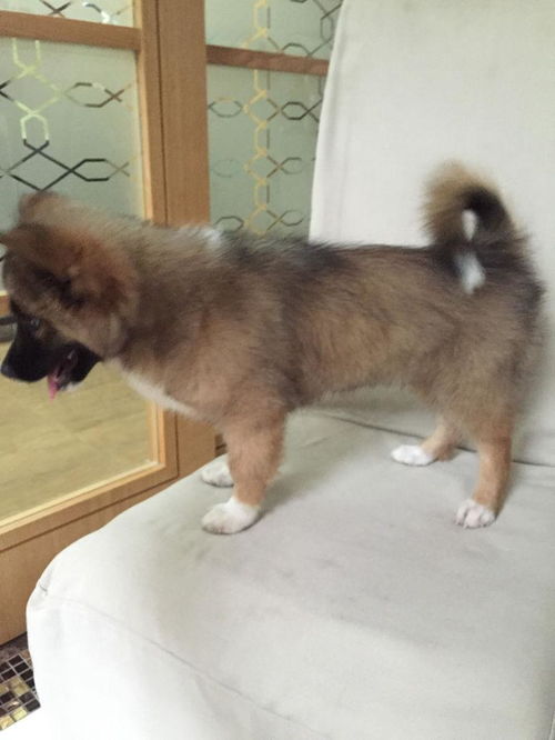 我的狗狗4个月啦体重8.2斤,现在体型跟成年的小型贵宾差不多,她大概会长多大呢 