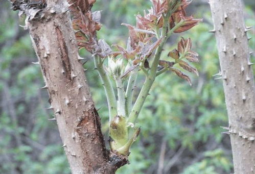 东北特色山野菜刺嫩芽,春天才有,这种绿色健康菜你吃过吗