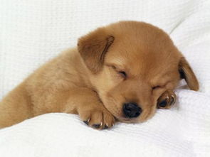 狗什么时候睡觉 睡多久 