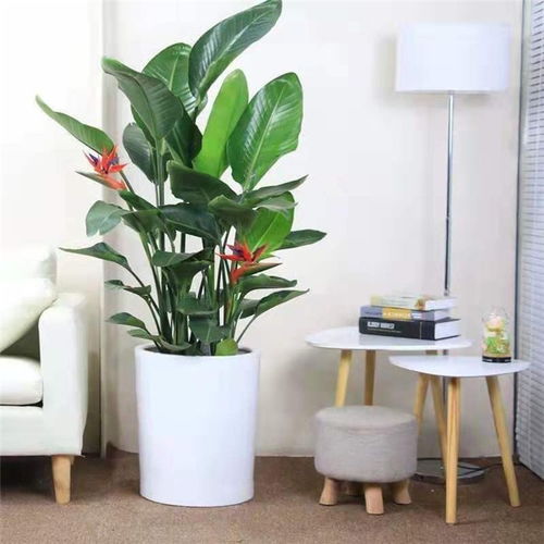 客厅绿植哪些好养,客厅绿植大比拼：这些植物最易养，让你的家更美！