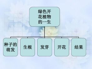 绿色开花植物的一生单元知识框架思维导图