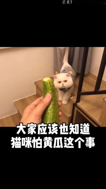 猫咪不是怕黄瓜吗 我家猫咋这么爱吃呢 神奇... 