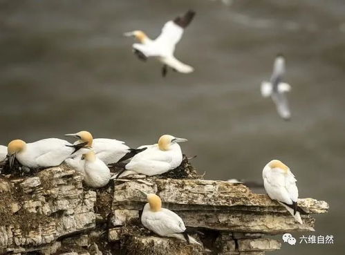 英国的本普顿悬崖,成为海鸟筑巢理想位置,超25万只鸟在此聚集
