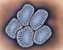 单纯疱疹病毒2型(单纯疱疹病毒2型的症状)