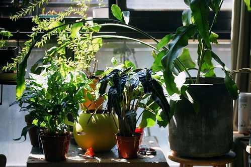 适合阴面客厅养的大型绿植,阴面客厅的绿色魅力：适合的大型绿植推荐